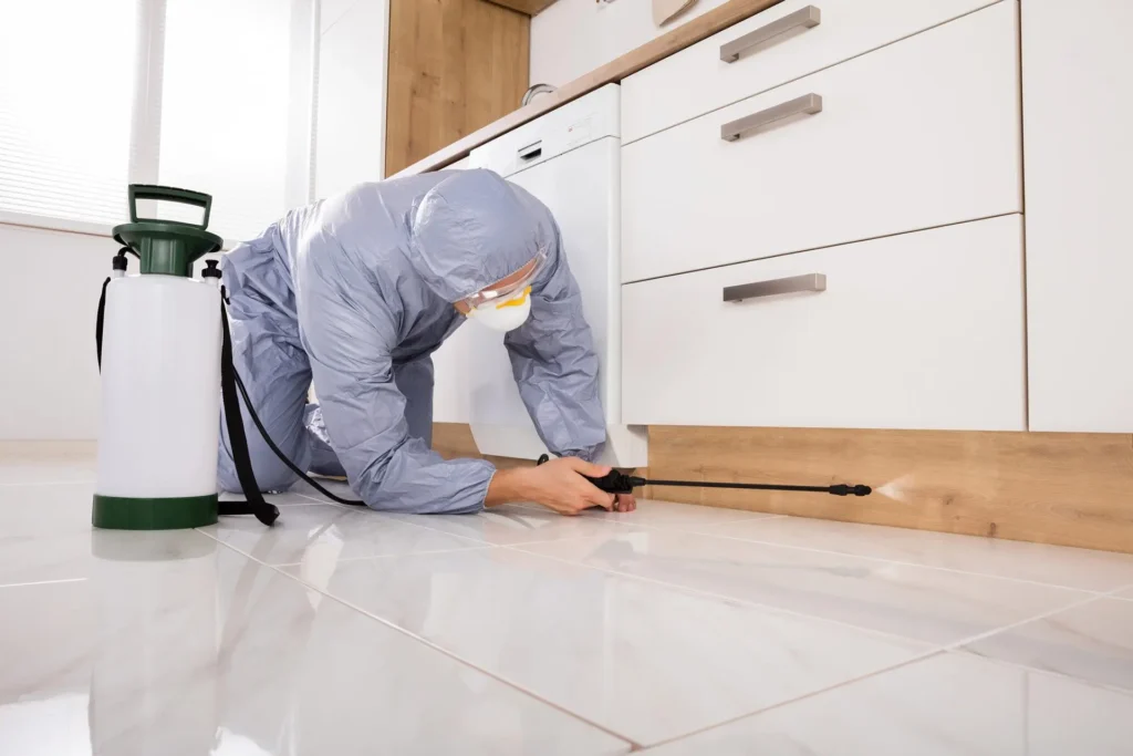Expert Tucson Termite Control for Homes & Businesses